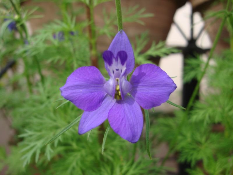 Larkspur Close Up Purple Gardening For Beginners gardening for beginners