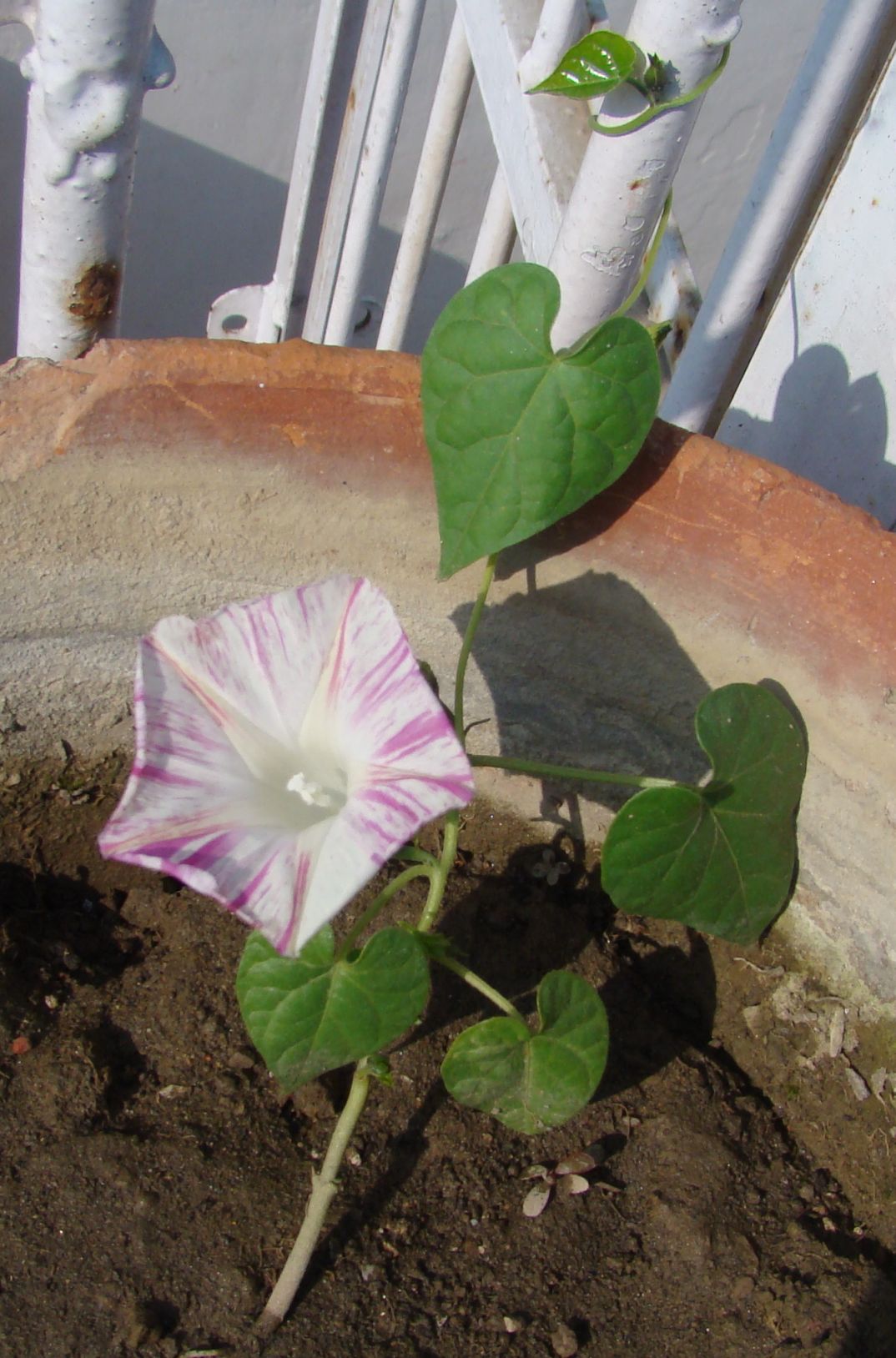 ipomoeskissmequick GARDENING FOR BEGINNERS