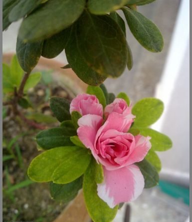grow-azalea-plant-pink