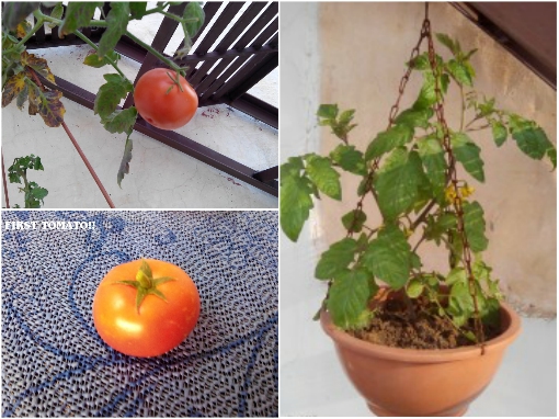 growing-tomatoes-in-hanging-baskets