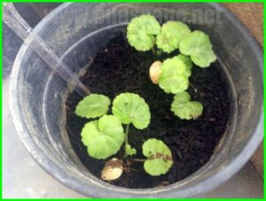 geranium seedlings identification