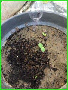 geranium seeds germination