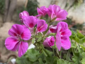 grow-geranium-flowers-from-seeds