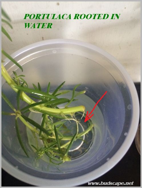 ROOT PLANTS IN WATER