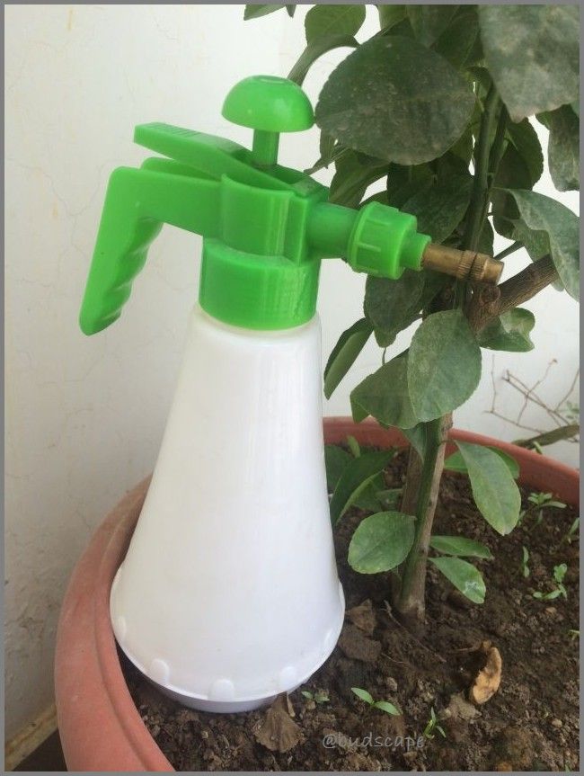 GARDEN BLOG INDIA SPRAY EPSOM SALT FOR GARDEN FERTILIZER