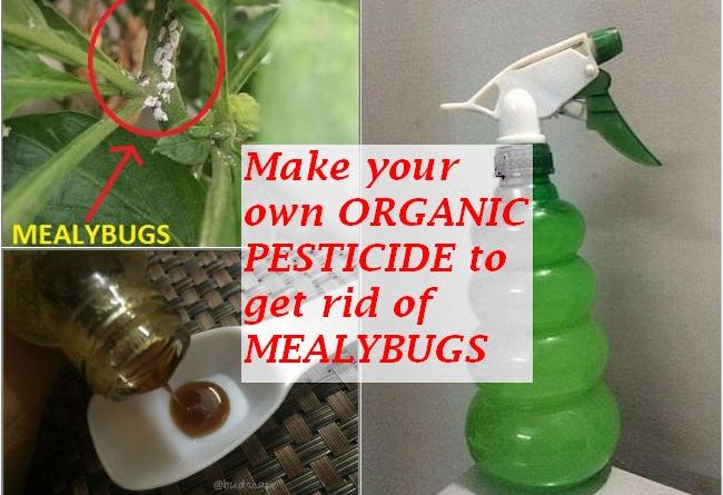 get rid of meaybugs with organic pesticide