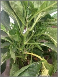 mealybugs on stem & leaves of capsicum