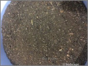Adding neem cake to soil prevents mealybugs