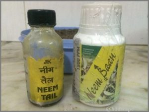 Neem oil gets rid of mealybugs