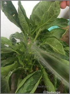 remove mealybugs from stems with a sharp spray of water