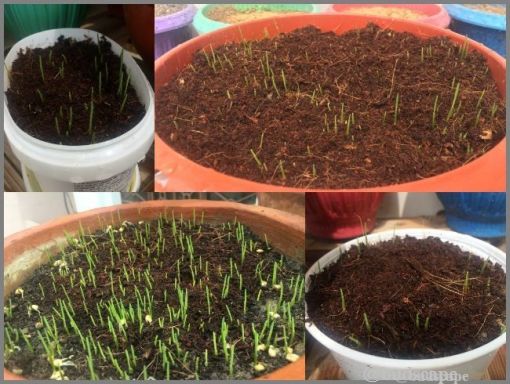 HOW TO GROW WHEATGRASS AT HOME 