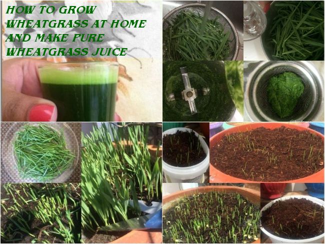 HOW TO GROW WHEATGRASS AT HOME