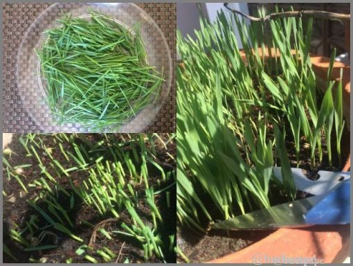 HOW TO GROW WHEATGRASS AT HOME