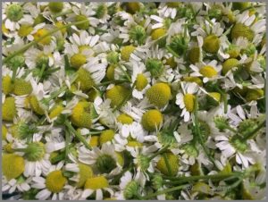 chamomile flowers tea home