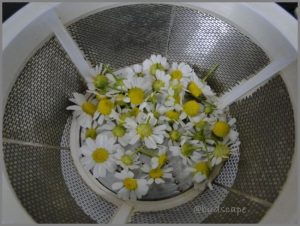dry chamomile flowers home tea