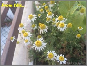grow store chamomile flowers
