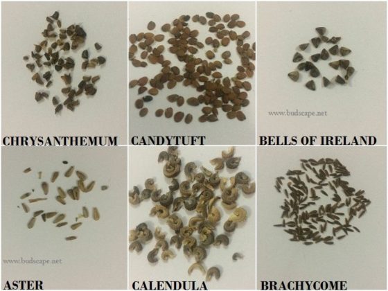 Female Seed Chart