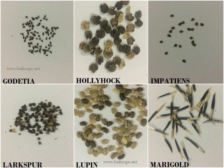 FLOWER SEED IDENTIFICATION CHART WINTERS / SPRING GARDENING FOR