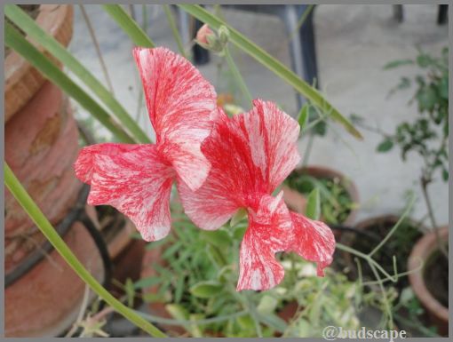 striped red sweet pea flower
