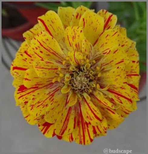 yellow zinnia with red stripes