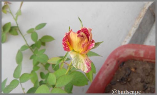 striped rose bud