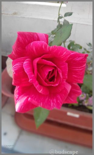 pink striped rose