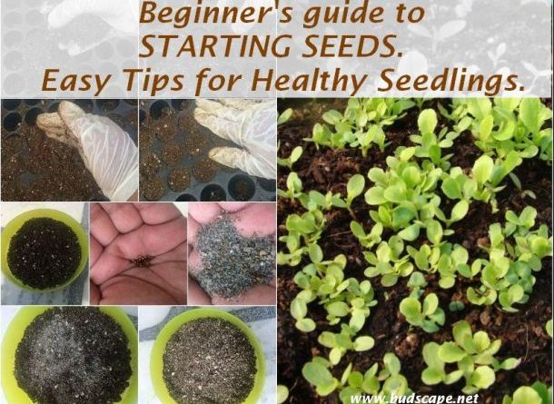 easy way start seeds healthy seedlings