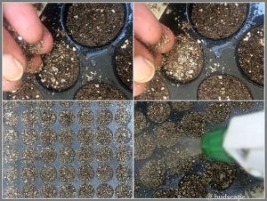 vermiculite-cover-seeds-retain-moisture