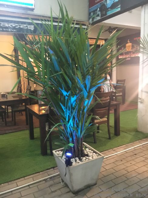 palm tree in pot