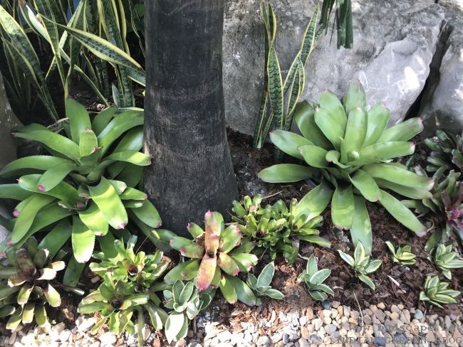 bromeliads growing naturally