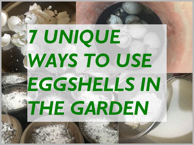 7 Ways To Use Eggshells In The Garden Gardening For Beginners