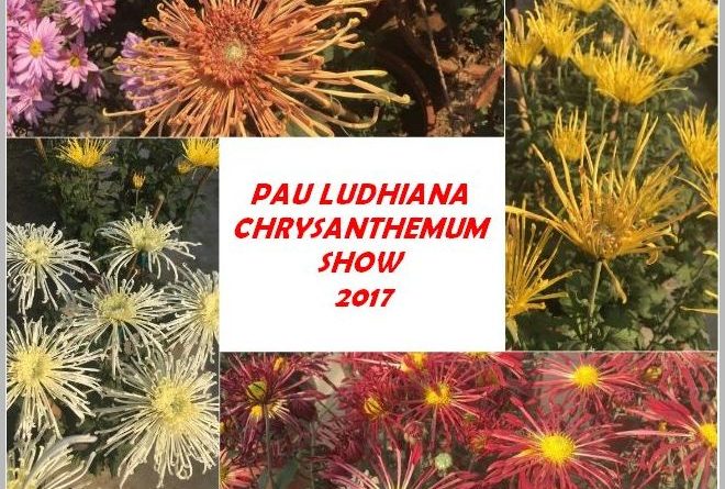 pau ludhiana chrysanthemum show