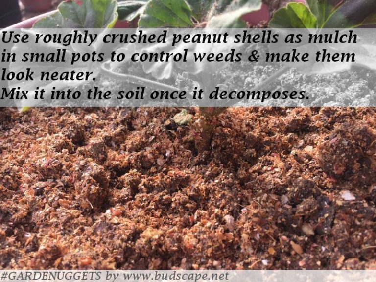Peanut Shells in the Garden Organic Mulch & other uses for Plants
