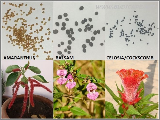 Seed Identification Chart