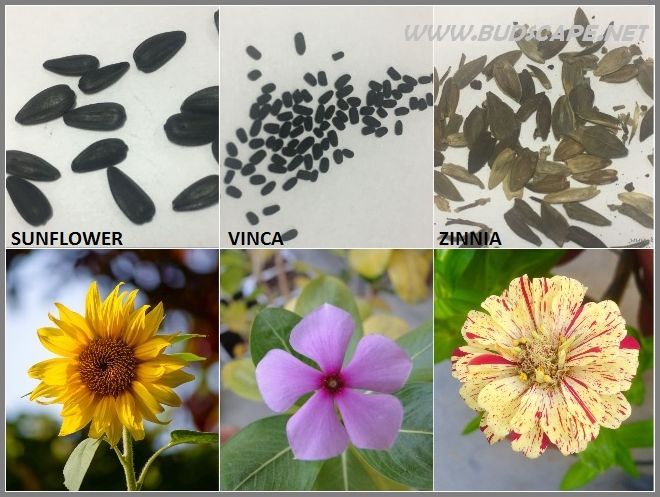 Flower Seed Identification Chart