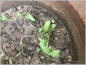 grow-dhania-coriander-home