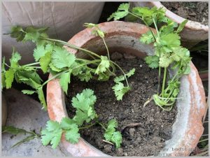 grow-dhania-coriander-pot