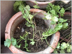 grow-dhania-coriander-pot-home