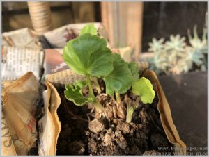 grow-ranunculus-flower-bulb-1