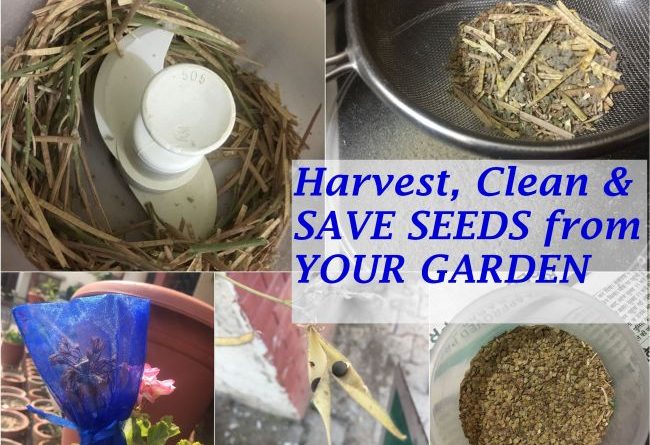save seeds from your garden for next year