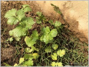 volunteer-dhania-coriander-seedlings