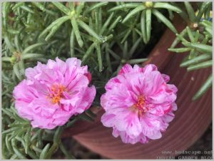 bicolor portulaca pink