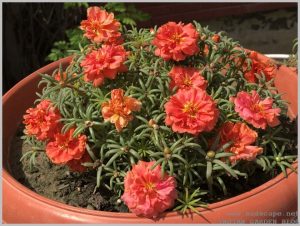 heat tolerant container flower