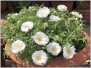 portulaca in container