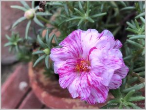 striped portulaca pink