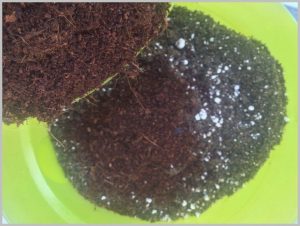 coco peat start seeds