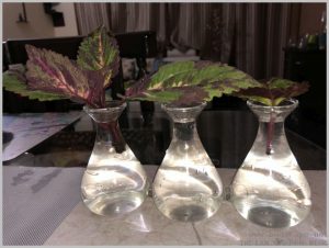 grow-coleus-water
