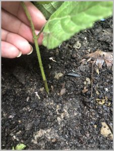 grow lantana cuttings