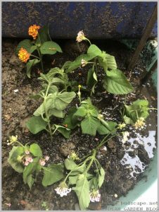 grow lantana plants from cuttings
