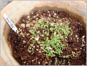 grow seeds coco peat